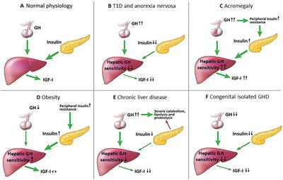 Growth hormone/insulin-like growth factor I axis in health and disease states: an update on the role of intra-portal insulin